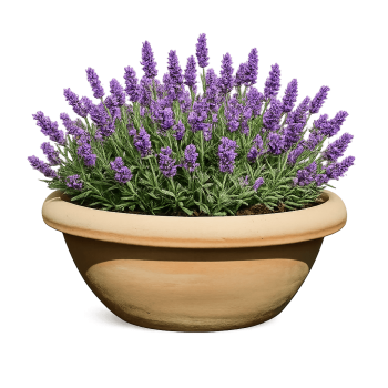 Preview: Schale aus Impruneta Terracotta – frostfest bis -30 Grad